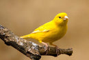 BIRDS - CANARY FEMALE
