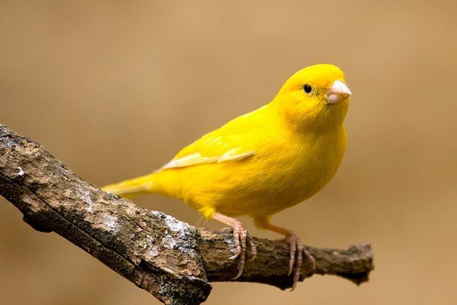 BIRDS - CANARY FEMALE