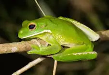 REPTILE - WHITE LIPPED TREE FROG (Nyctimystes infrafrenatus)