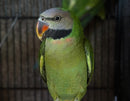 BIRDS - MOUSTACHE PARROT
