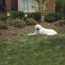 PetSafe Outdoor Bark Deterrent