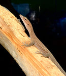 REPTILE - BLACK HEAD MONITOR