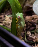 REPTILE - RED-EYED TREE FROG (LITORIA CHLORIS)