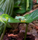 REPTILE - RED-EYED TREE FROG (LITORIA CHLORIS)