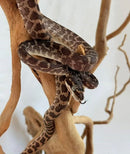 REPTILE - ROUGH SCALED PYTHON (MORELIA CARINATA)