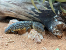 REPTILE - SHINGLEBACK LIZARD *Standard Licence Required*