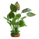 AQUA ONE PLANT ANUBIAS W/BASE LGE