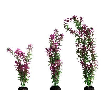 ECOSCAPE LGE 12" ROTALA RED