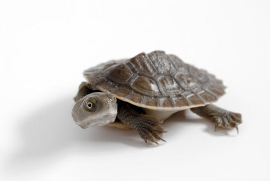 REPTILE - TURTLE MACLEAY - (EMYDURA MACQUARII DHARRA)  **Available in store only**