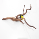 *DYMAX TWEETY WOOD NANO