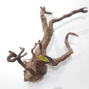 DYMAX TWEETY WOOD SMALL