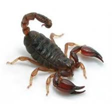 INVERTEBRATE - SCORPION BLACK ROCK