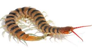 INVERTEBRATE - CENTIPEDE