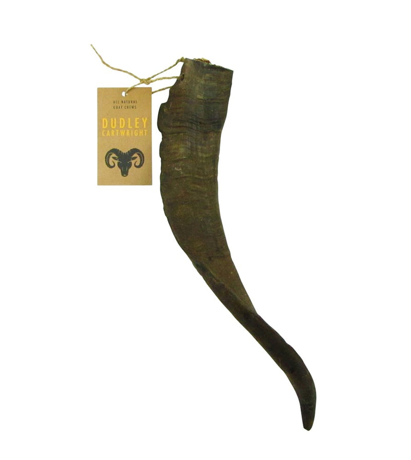 DUDLEY CARTWRIGHT GOAT HORN LARGE (BILLY) 24-30CM