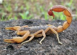 INVERTEBRATE - SCORPION DESERT