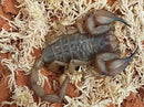 INVERTEBRATE - SCORPION FLINDERS RANGE