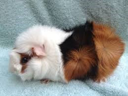 SMALL ANIMAL - GUINEA PIGS FEMALE