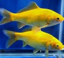 GOLDFISH - COMET GOLDEN 5CM **See in-store for pricing**