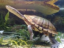 REPTILE - TURTLE LONG NECK **Available in store only**