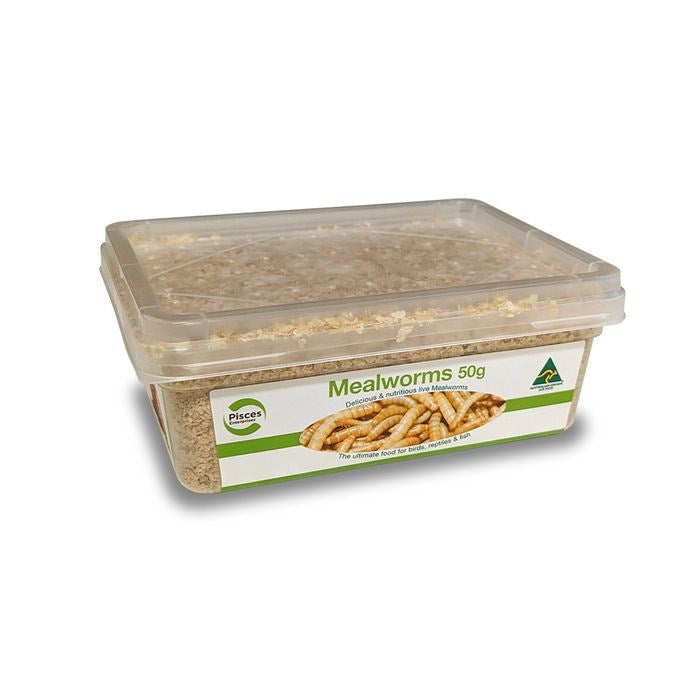 MEALWORMS 50G/TUB