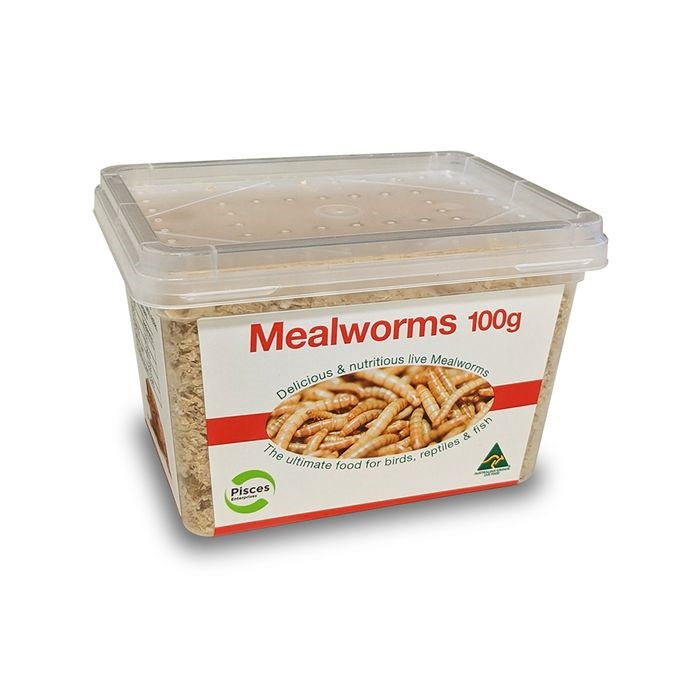 MEALWORMS 100G/TUB