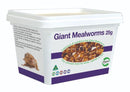 GIANT MEALWORMS 25G