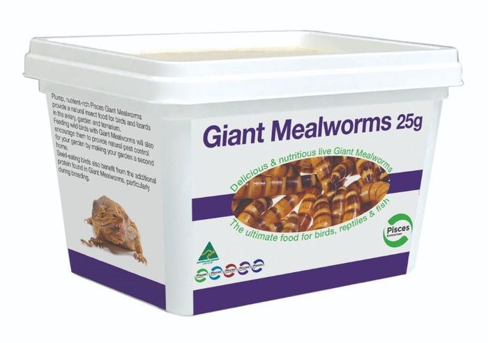 GIANT MEALWORMS 25G