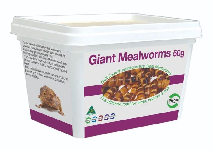 GIANT MEALWORMS 50G