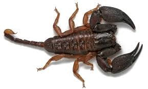 INVERTEBRATE - SCORPION RAINFOREST