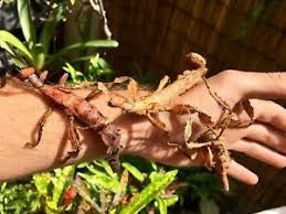 INVERTEBRATE - STICK INSECT SPINY LEAF