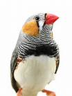 BIRDS - FINCH ZEBRA