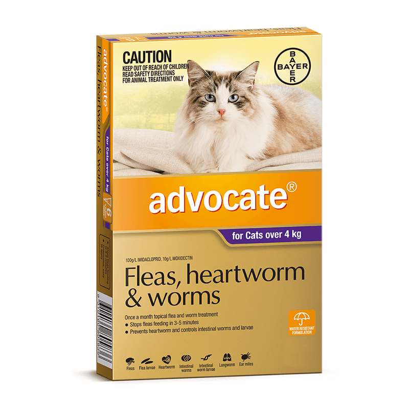 Advocate prevention for cats