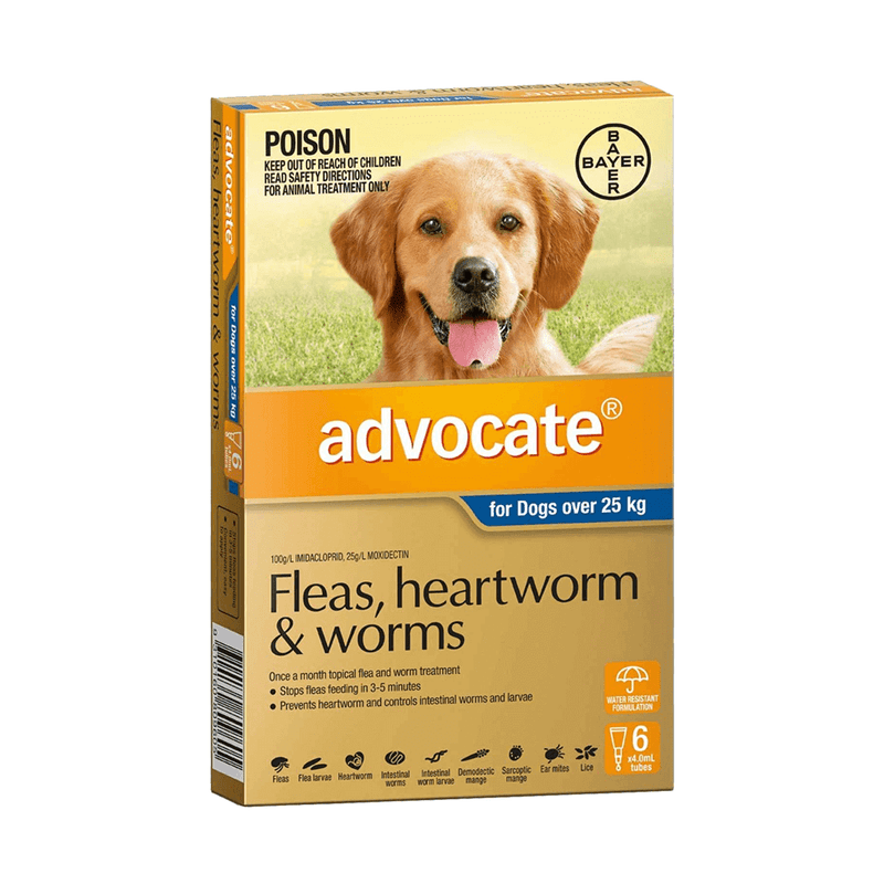 Advocate for dogs