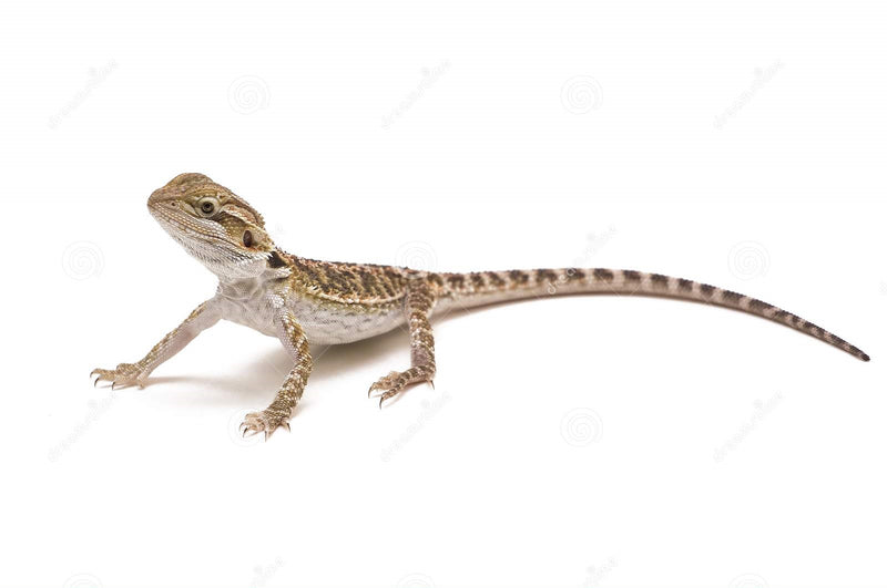 REPTILE - BEARDED DRAGON CENTRAL  **Contact for Pricing and availability**