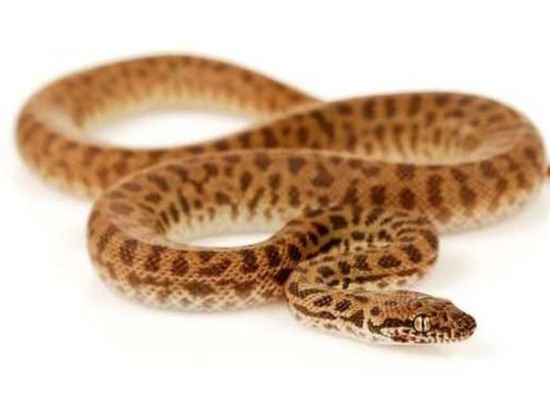 Childrenns Python REPTILE - CHILDREN'S PYTHON (ANTARESIA CHILDRENI)