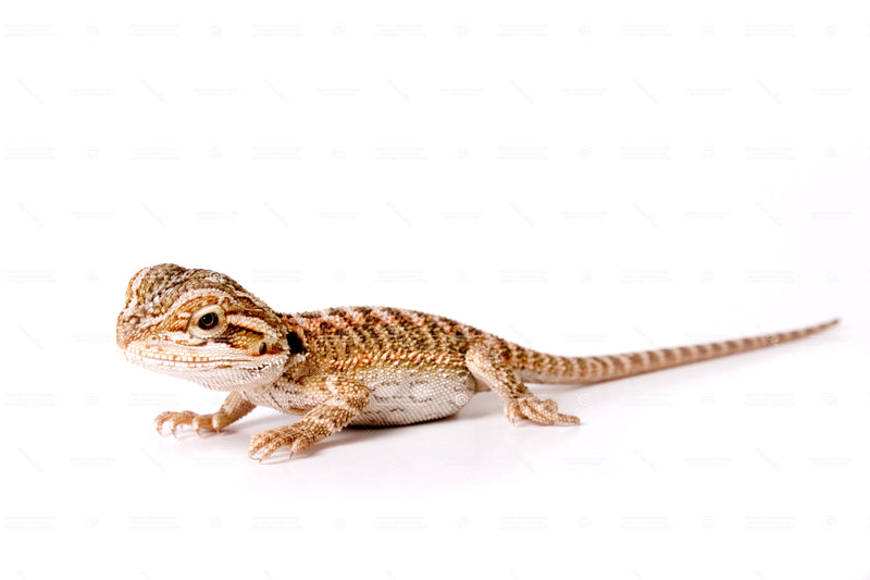REPTILE - BEARDED DRAGON PYGMY (Pogona Henrylawsoni)