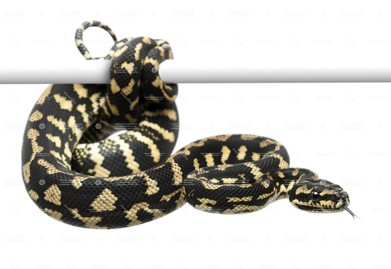 Jungle Carpet Python