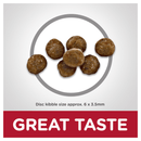 Kitten kibble indoor