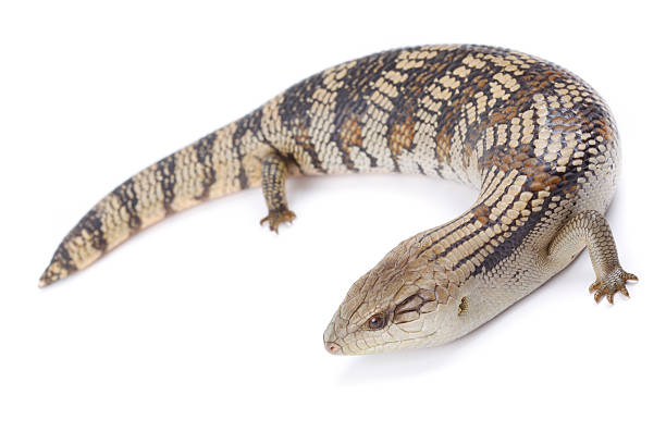 REPTILE - BLUE TONGUE LIZARD (Tiliqua Scincoides)