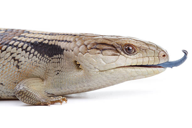 REPTILE - BLUE TONGUE LIZARD (Tiliqua Scincoides)