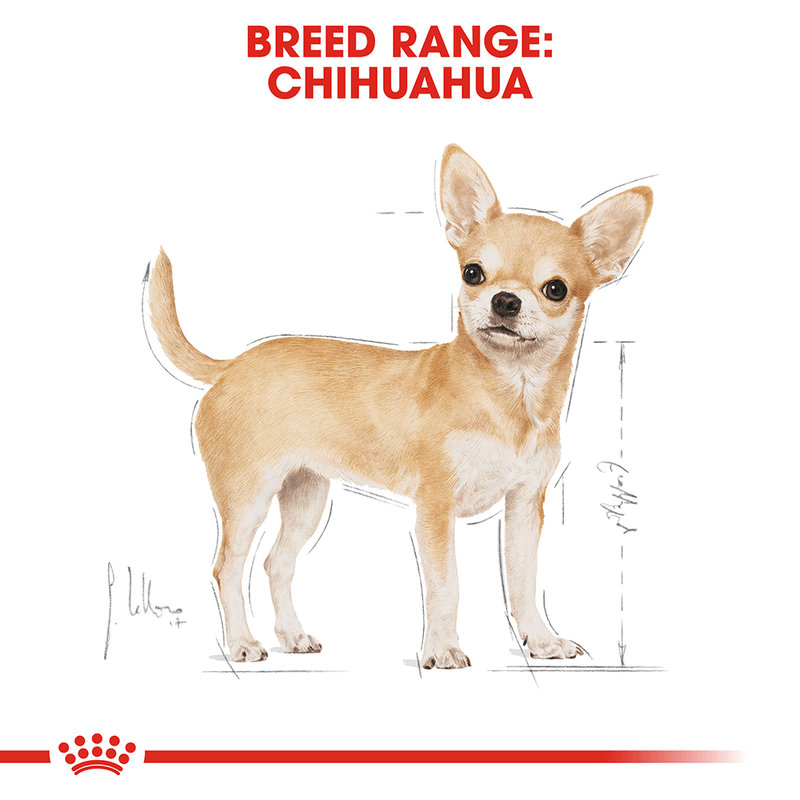 Royal Canin Chihuahua