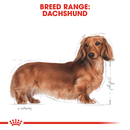 Royal Canin Dachshund