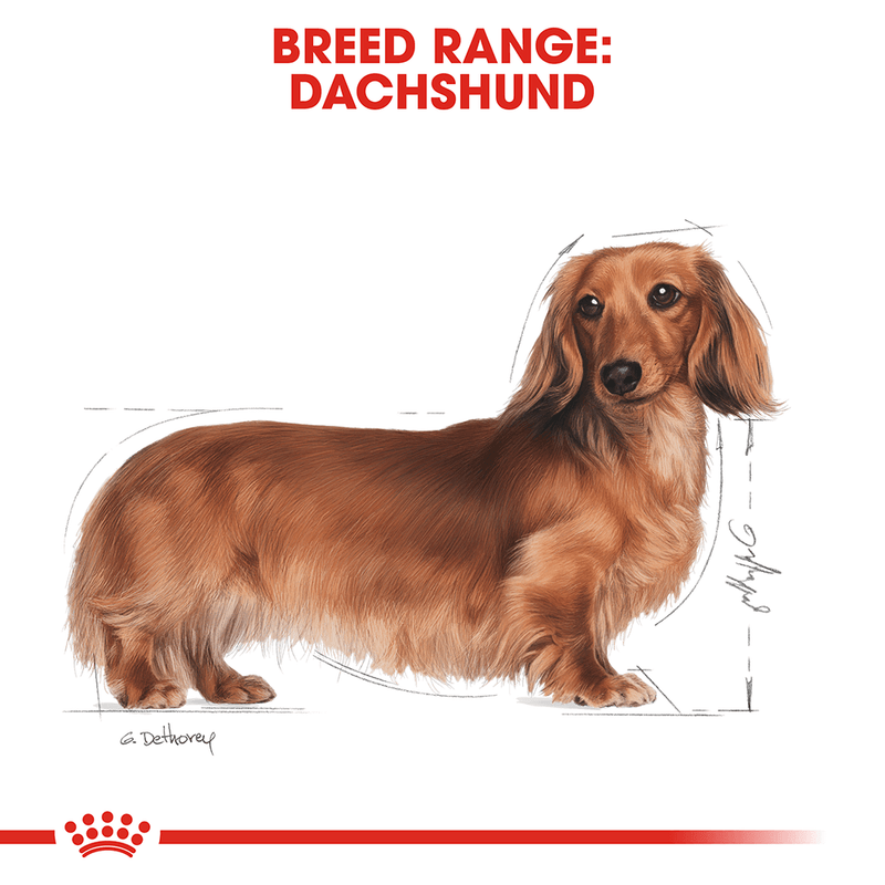 Royal Canin Dachshund