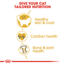 Tailored nutrition for ragdoll cats