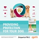 Simparica trio for large dogs
