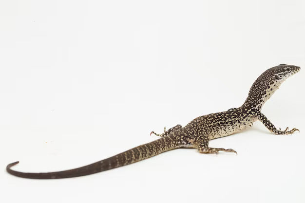 REPTILE - SPOTTED TREE MONITOR **Available in store only**